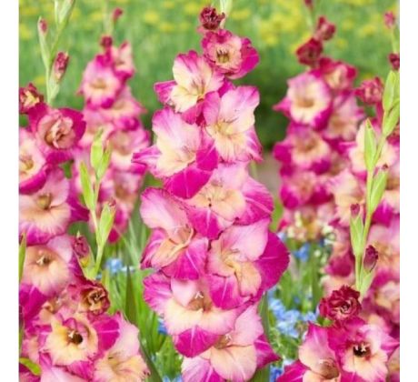 Gladiolus - Apricot Bubblegum