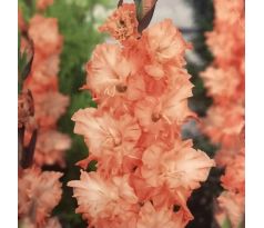 Gladiolus - Charkov