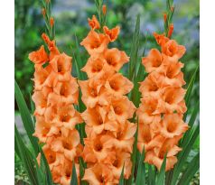 Gladiolus - Peter Pears