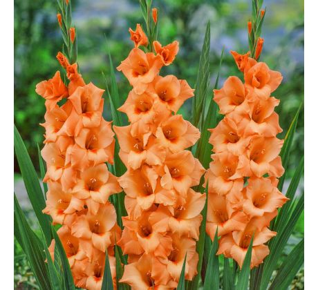 Gladiolus - Peter Pears