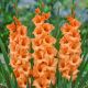 Gladiolus - Peter Pears