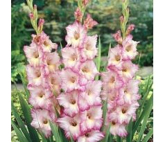 Gladiolus - Priscilla