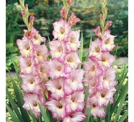 Gladiolus - Priscilla