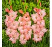 Gladiolus - Spic and Span