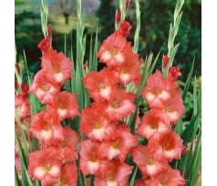 Gladiolus - Spic and Span