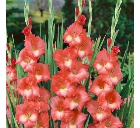 Gladiolus - Spic and Span