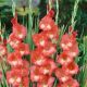 Gladiolus - Spic and Span