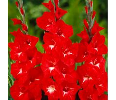 Gladiolus - Traderhorn