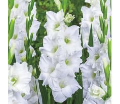 Gladiolus - White Prosperity