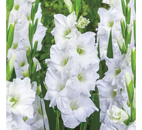 Gladiolus - White Prosperity