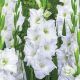 Gladiolus - White Prosperity