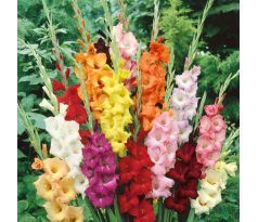 Gladiolus - mixed