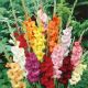 Gladiolus - mixed