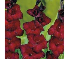 Gladiolus - Black Surprise