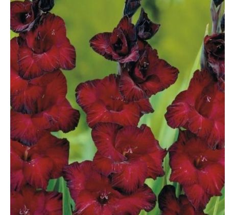 Gladiolus - Black Surprise