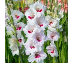 Gladiolus - Fiorentina