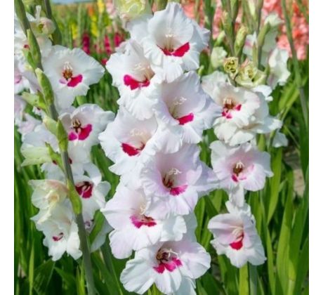 Gladiolus - Fiorentina