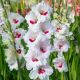 Gladiolus - Fiorentina