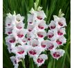 Gladiolus - Fiorentina