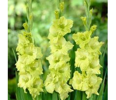 Gladiolus - Green Star