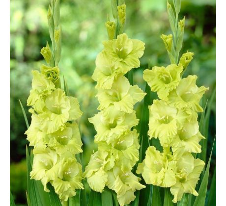 Gladiolus - Green Star