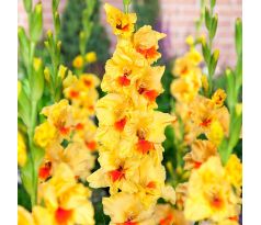 Gladiolus - Jester