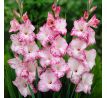 Gladiolus - My Love