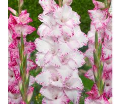 Gladiolus - My Love