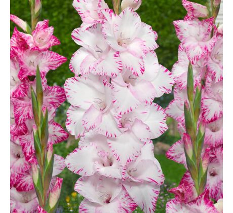 Gladiolus - My Love