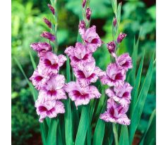 Gladiolus - Passos