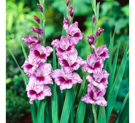 Gladiolus - Passos