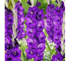 Gladiolus - Purple Flora