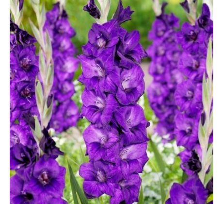 Gladiolus - Purple Flora