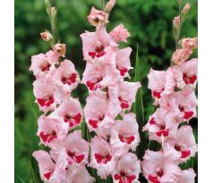 Gladiolus - Wine and Roses