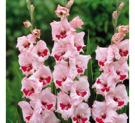 Gladiolus - Wine and Roses