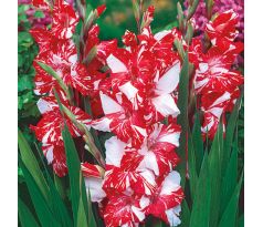 Gladiolus - Koi Pursuit
