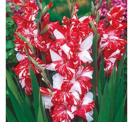 Gladiolus - Koi Pursuit
