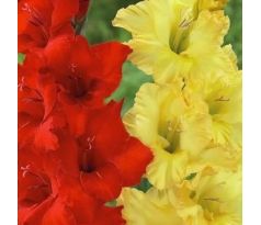 Gladiolus - Duo Red & Yellow