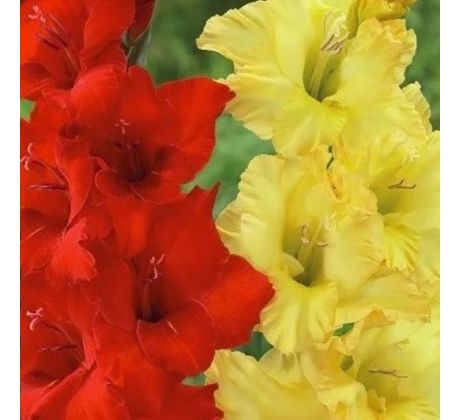 Gladiolus - Duo Red & Yellow
