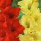 Gladiolus - Duo Red & Yellow
