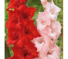 Gladiolus - Duo Red & Pink