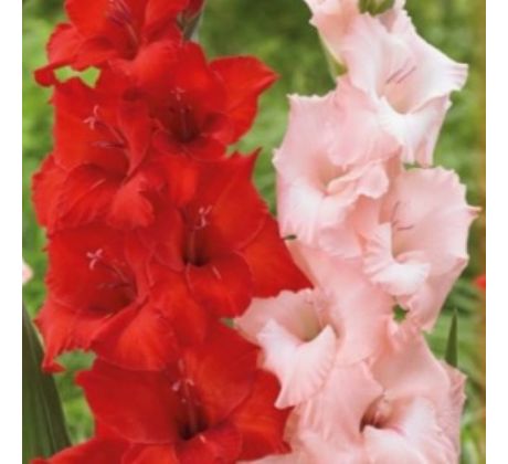 Gladiolus - Duo Red & Pink