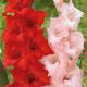 Gladiolus - Duo Red & Pink