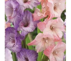 Gladiolus - Duo Lilac & Pink