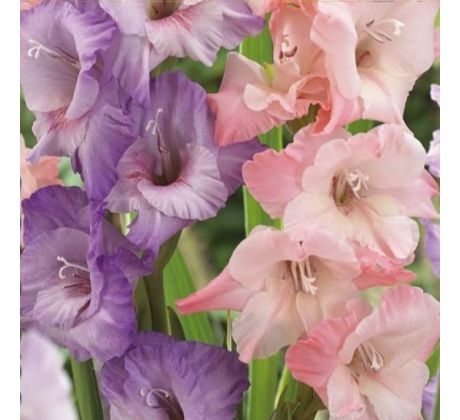 Gladiolus - Duo Lilac & Pink