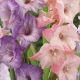 Gladiolus - Duo Lilac & Pink