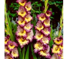 Gladiolus - Dynamite