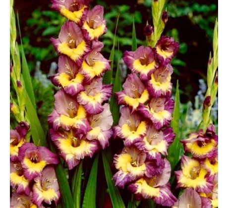 Gladiolus - Dynamite