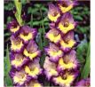 Gladiolus - Dynamite