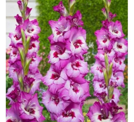 Gladiolus - Elvive